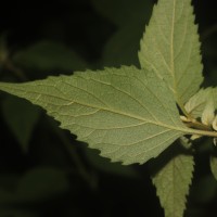 Cyanthillium hookerianum (Arn.) H.Rob.